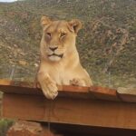 big cat