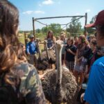 ostrich farm